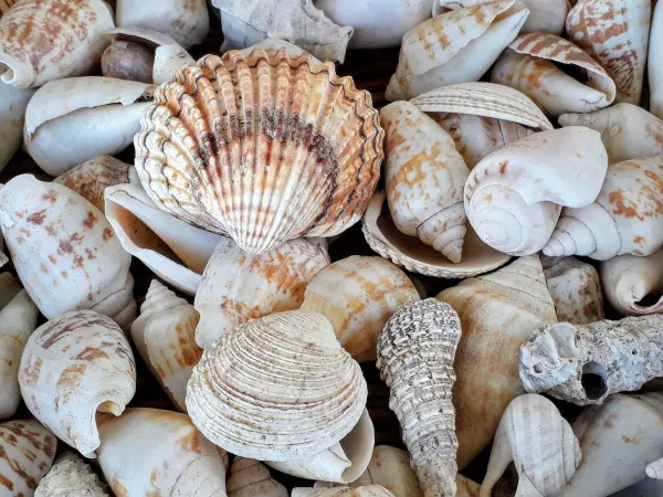 Почти 70 тонн морской ракушки из Дагестана обследовано специалистами Северо-Западного межрегионального управления Россельхознадзора на территории Вологодской области